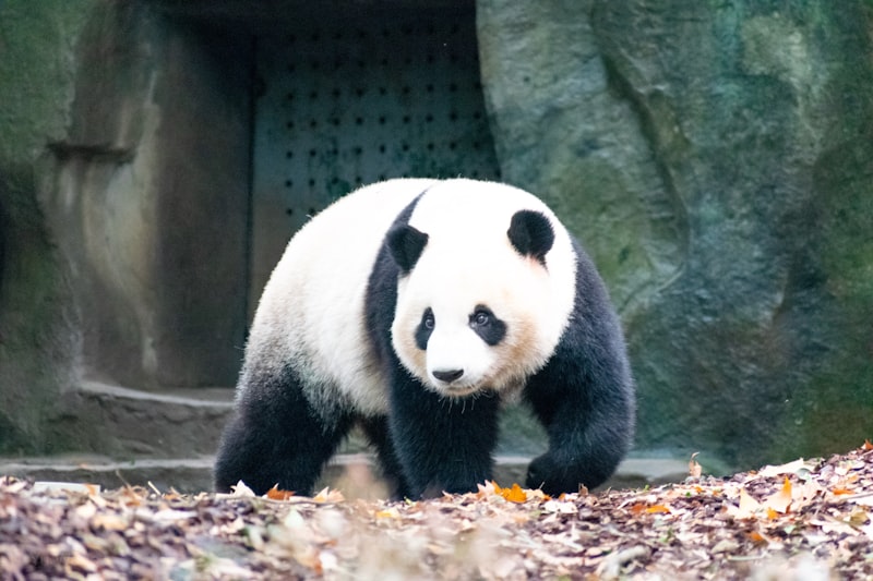 Chengdu Panda